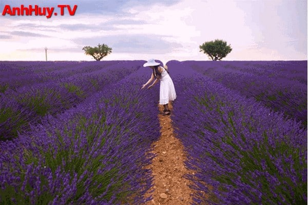 Cánh đồng hoa Lavender Cối xay gió Ngôi nhà hoa Cầu tình yêu 